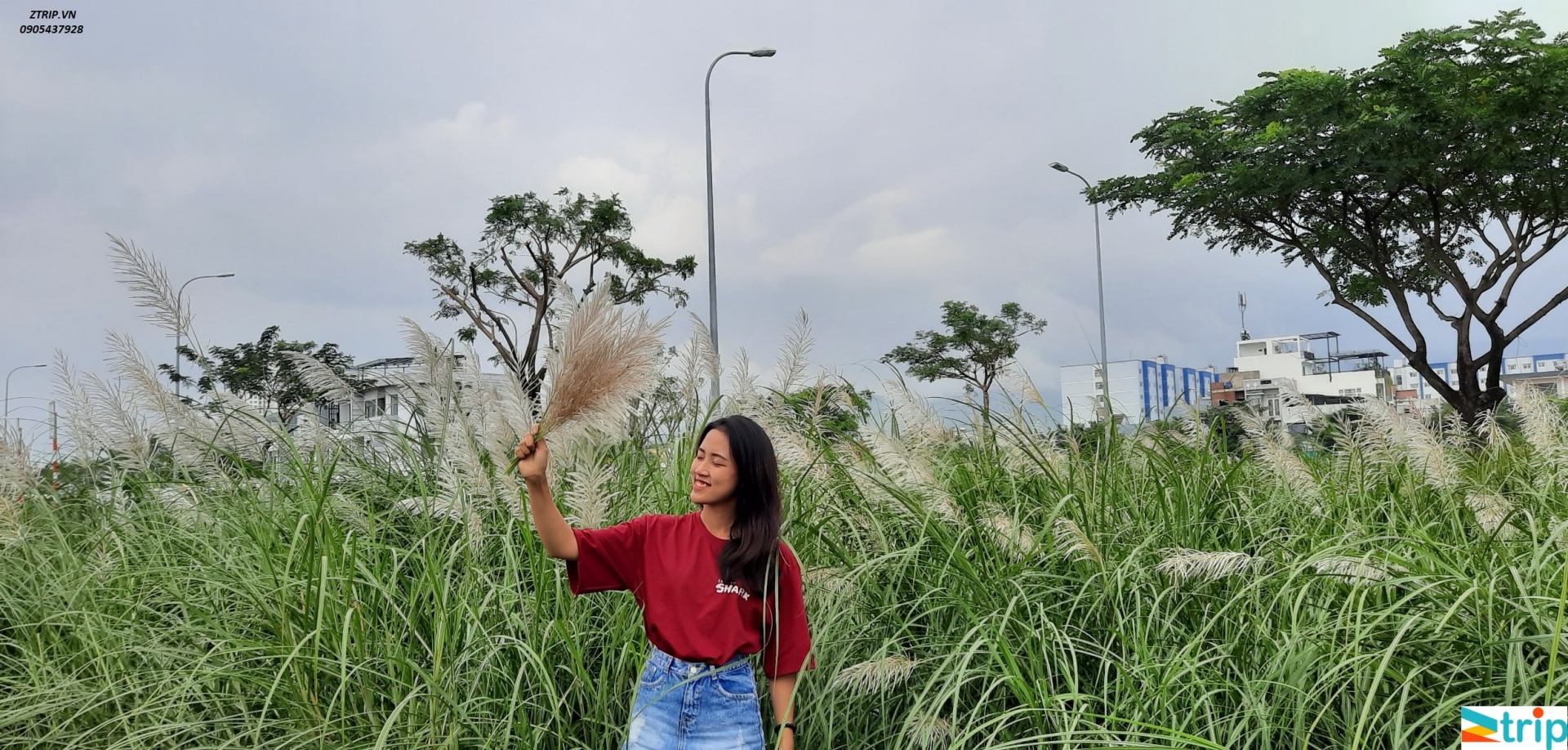 Check in những cách đồng hoa cỏ lau đẹp nhất Đà Nẵng