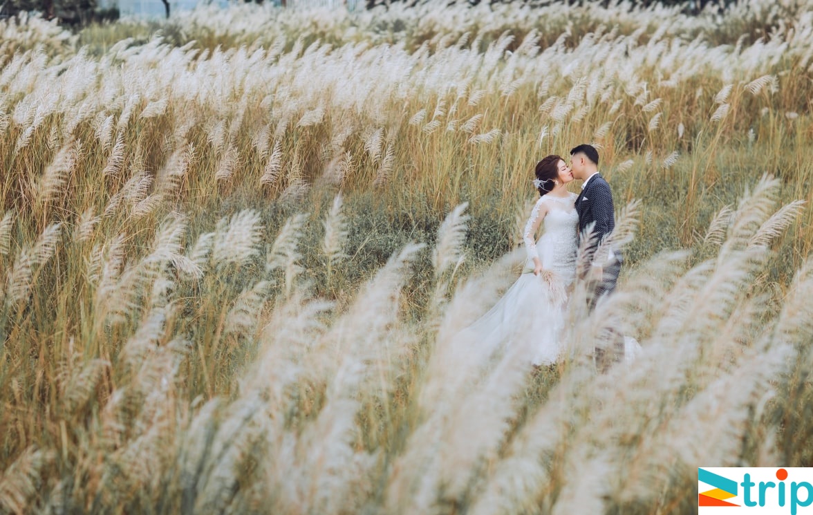 chụp hình cưới tại cánh đồng hoa cỏ lau Đà Nẵng