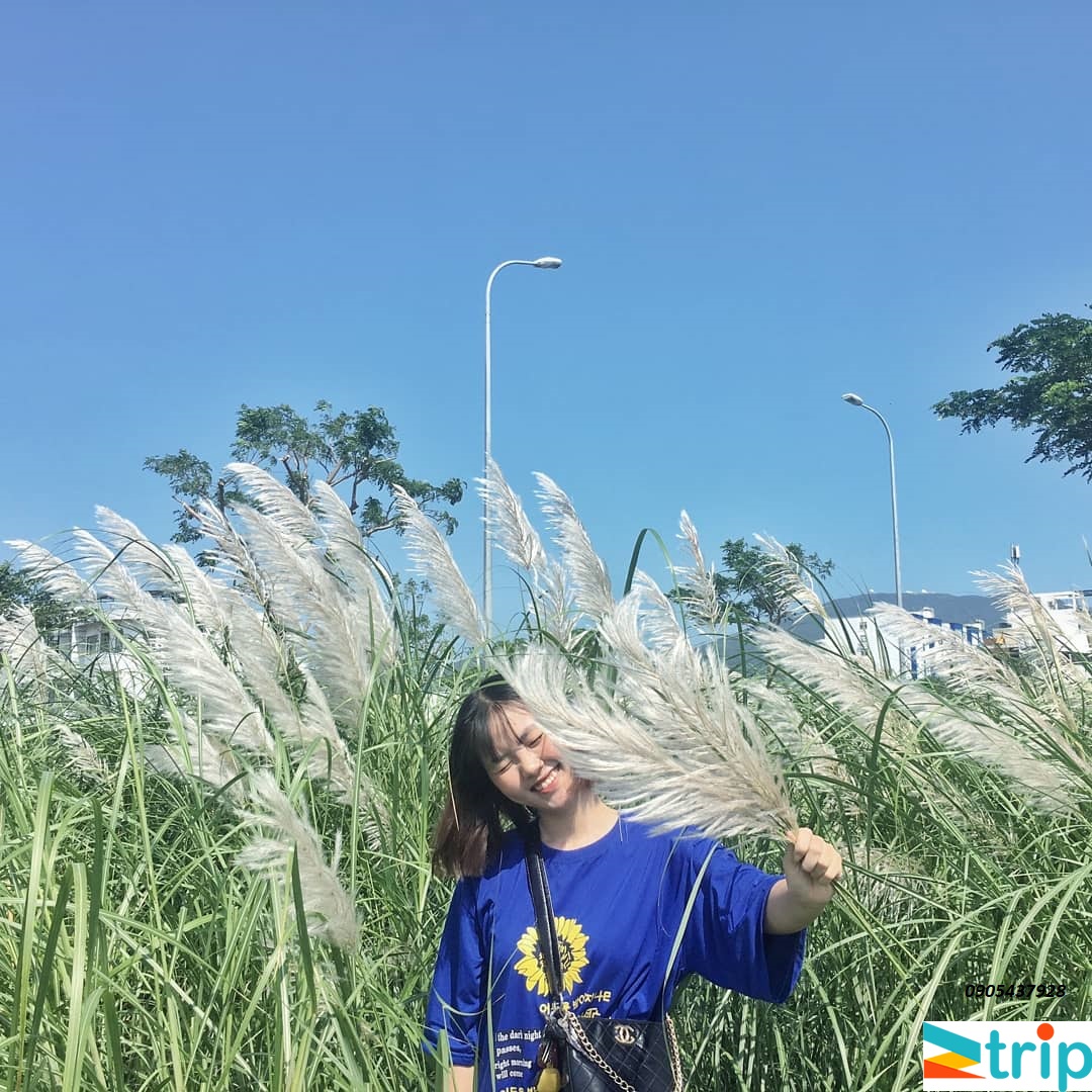 cánh đồng hoa cỏ lau thu khách tại Đà Nẵng