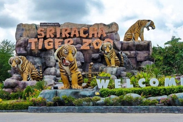 tiger-zoo-thai-lan